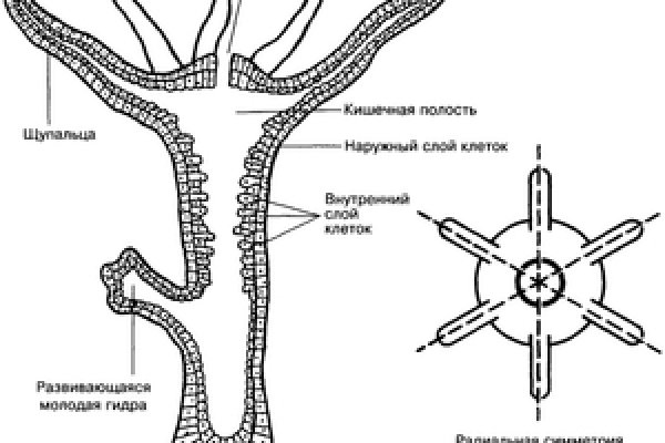 Кракен тг ссылка