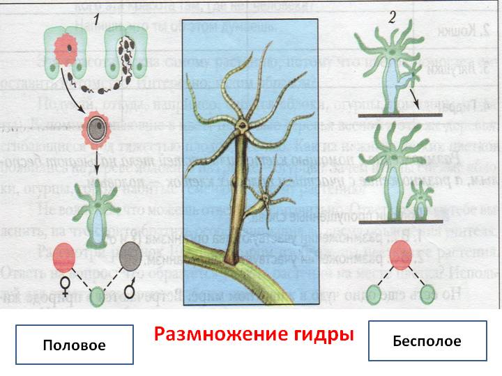 Кракен зеркало store